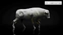 create realistic 3d animal animation and creature character designs