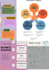 design custom professional infographic and flowchart