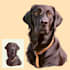 create a cartoon pet portrait from photo