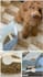 be your dog mom ugc creator