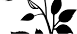 draw a custom black and grey tattoo design