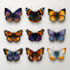 hand paint scientific watercolor animal illustrations