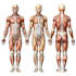 create scientific illustrations and medical figures