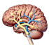 create medical and scientific illustrations
