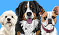 draw vector cartoon for all your pets