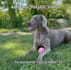 create authentic pet and lifestyle ugc videos