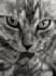 draw realistic hand drawn pet portrait sketch