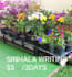 write sinhala content for you