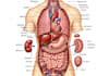 create anatomy, medical, and scientific illustrations