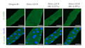 professionally analyse your confocal microscopy images