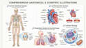 create anatomy, medical, and scientific illustrations