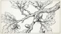 draw line art illustration with ink