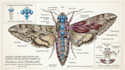 make a scientific illustration for your next paper