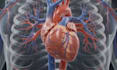 create realistic cinematic 3d anatomy animation and medical explainer video