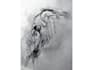 draw realistic wild animal pencil illustrations