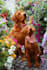 create high quality pet content