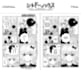 clean, redraw and typeset manga, webtoon or comic pages