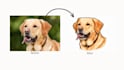 paint your pet as if it were a cartoon