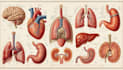 draw detailed medical illustrations