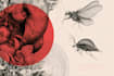 draw detailed medical illustrations