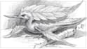 draw pencil sketch illustrations