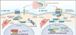 create professional biomedical illustrations and scientific diagrams