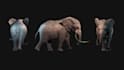 do 3d animal animation, 3d creature animation, 3d character animation