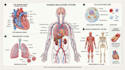 draw exercise, medical and anatomy illustrations