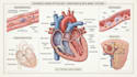 do medical and scientific illustrations
