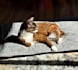 create scroll stopping ugc for cat brands and more