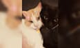 make a digital illustration of your pet
