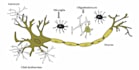 create publication quality biological illustrations