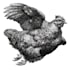 create a black and white pen and ink illustration