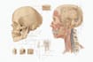 draw detailed medical anatomy illustrations