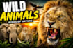 create clickable animal attack you tube thumbnails