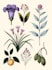 draw fineline botanical delicate flowers
