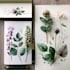make a botanical illustration of flowers