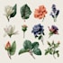 illustrate best botanical illustration