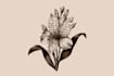illustrate best botanical illustration