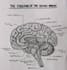 hand drawn scientific illustration