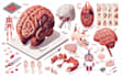 do professional medical illustrations