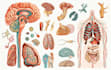 create anatomy, medical, and scientific illustrations