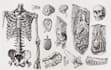 draw professional medical illustrations