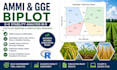 perform ammi and gge biplot analysis for plant breeding data in r