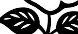 create premium rose tattoo design