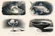 do vintage style recipe illustrations