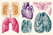 create anatomy, medical, and scientific illustrations