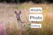 professionally edit your wildlife and nature photography