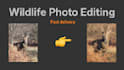 professionally edit your wildlife and nature photography