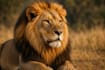 create epic cinematic wildlife and nature video